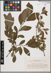 Salix aurita L. x Salix starkeana Willd.